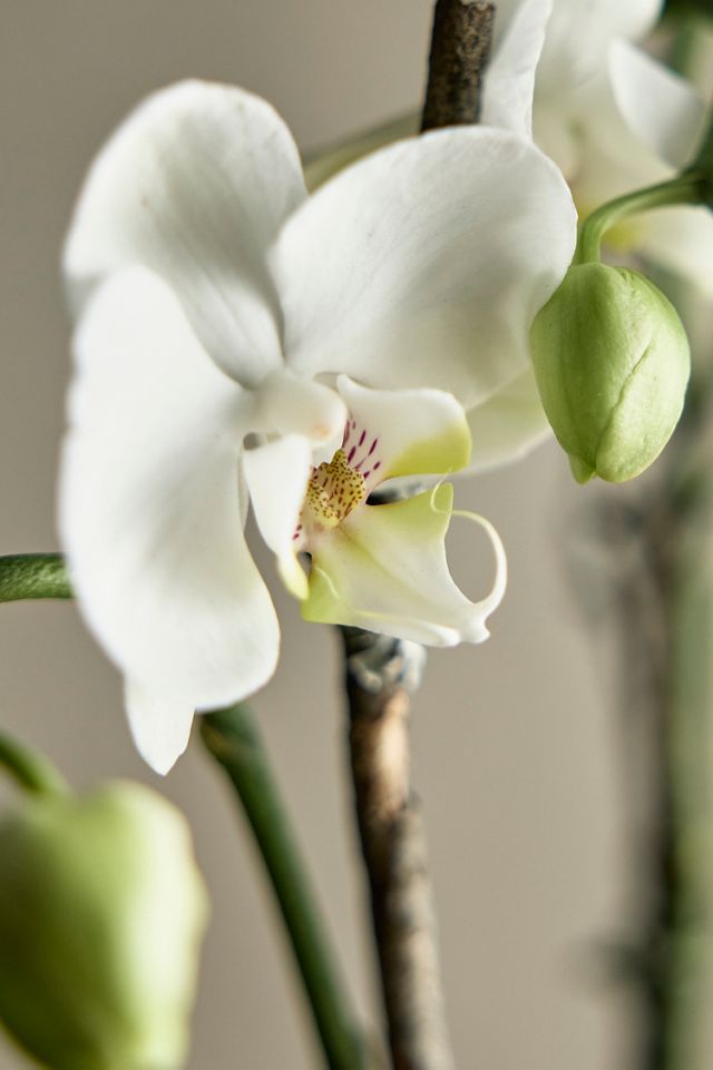 White Phalaenopsis Orchid, Colored Clay Pot #2