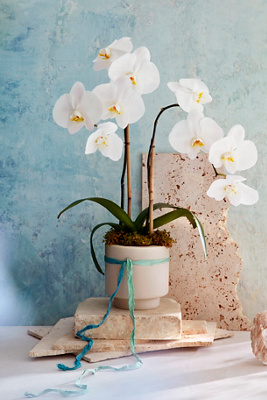 faux orchid plants 30" Phalaenopsis Orchid Plant With Soil And Moss Orchid Two Tone