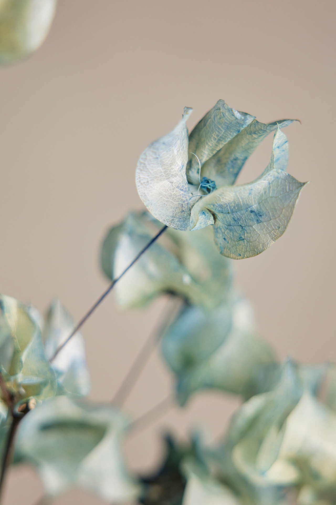 Preserved Bougainvillea Bunch, Blue