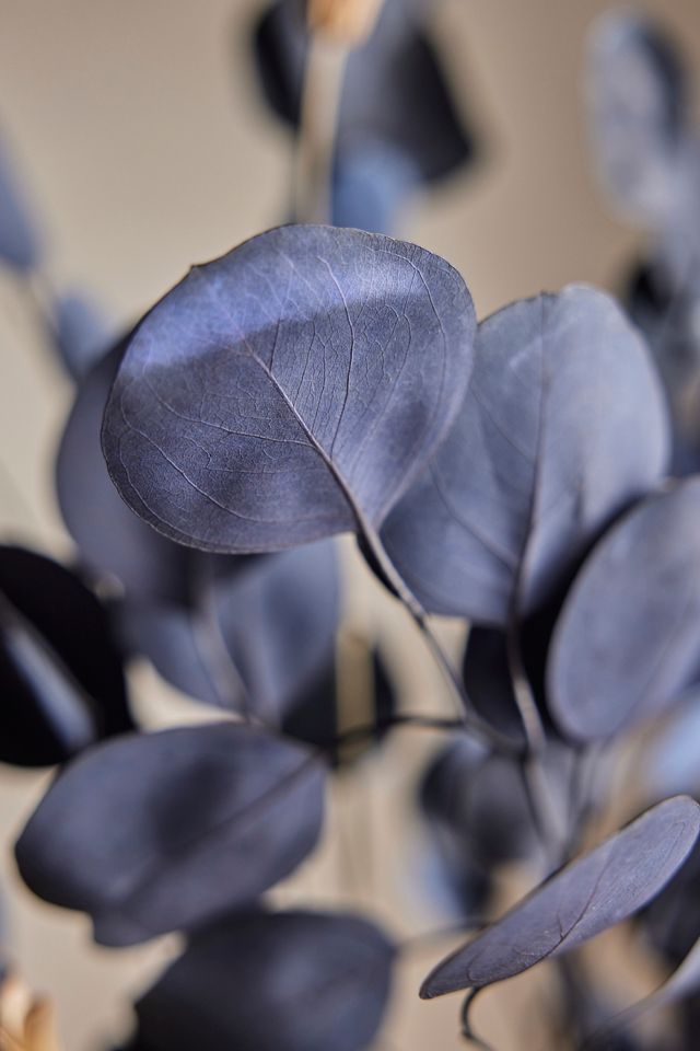 Preserved Eucalyptus Populus Bunch, Blue #1