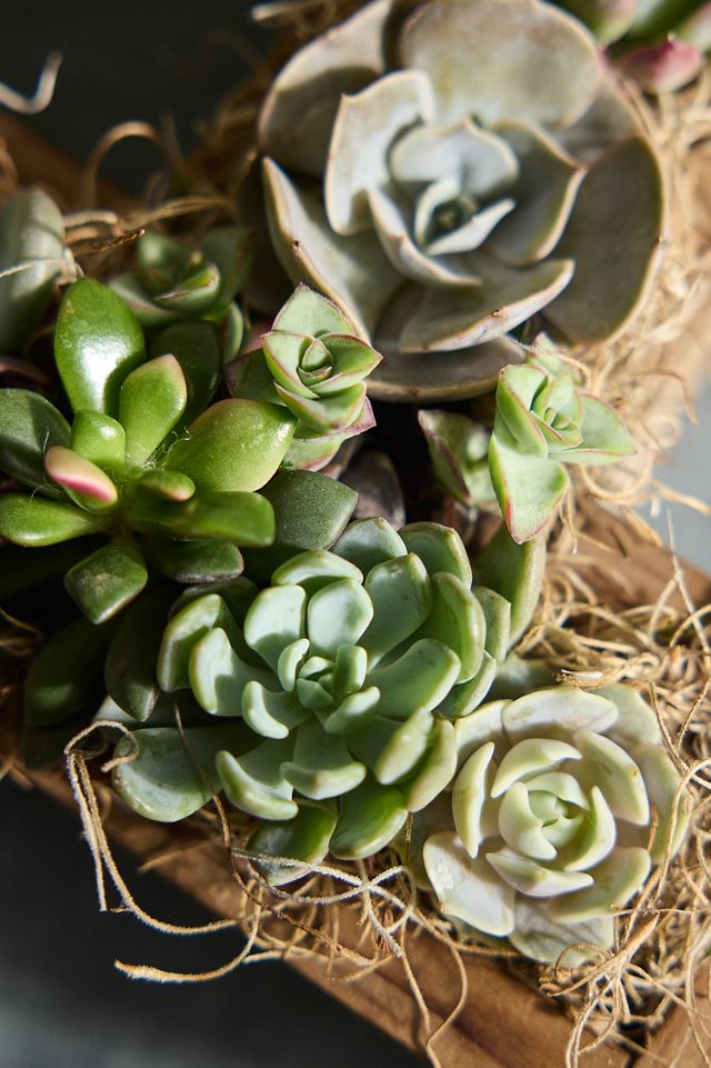 Succulent Number Planter #1