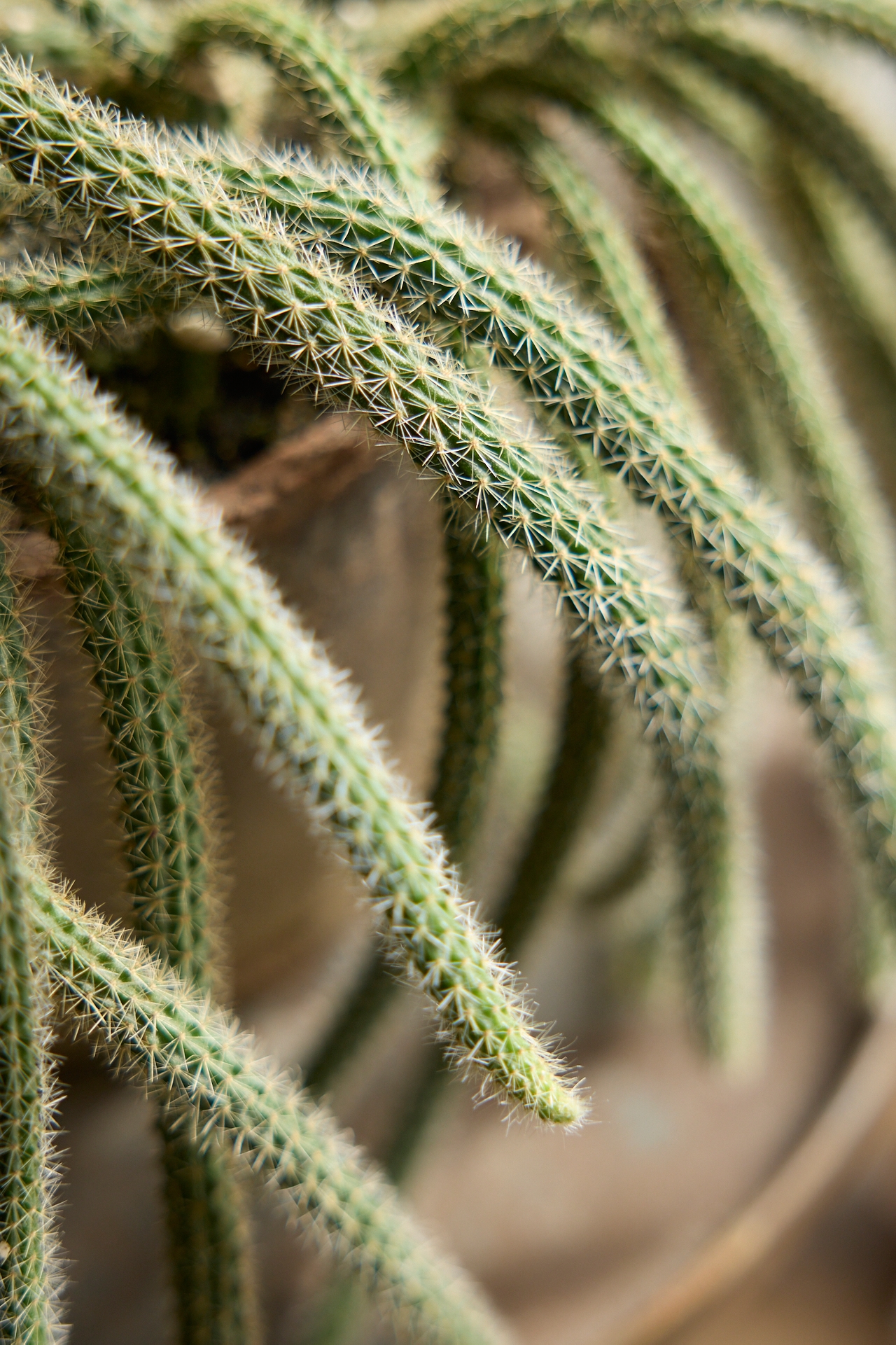 Rat Tail Cactus