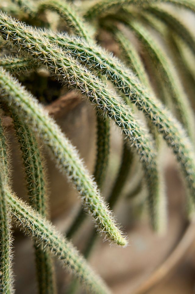 dracaena schefflera Schefflera arboricola