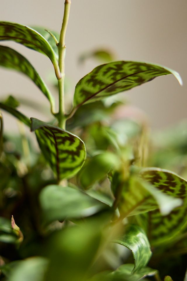Lipstick ‘Black Pagoda’ Plant #1
