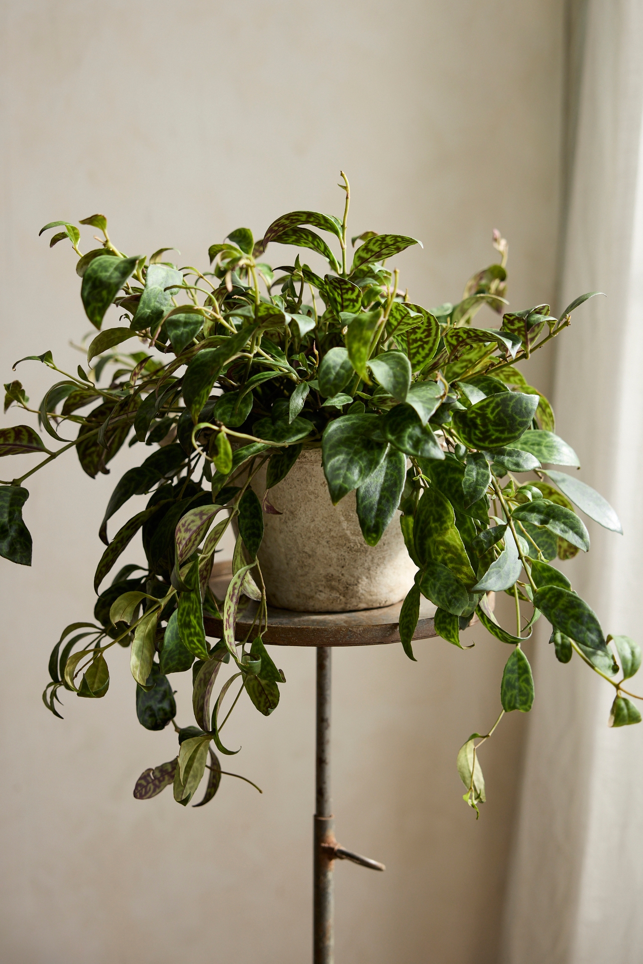 Lipstick ‘Black Pagoda’ Plant