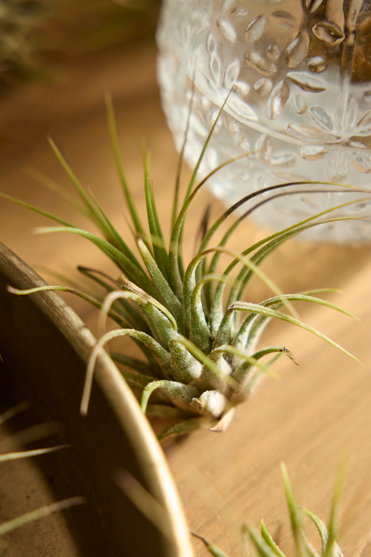 Assorted Air Plants, Pack of 25