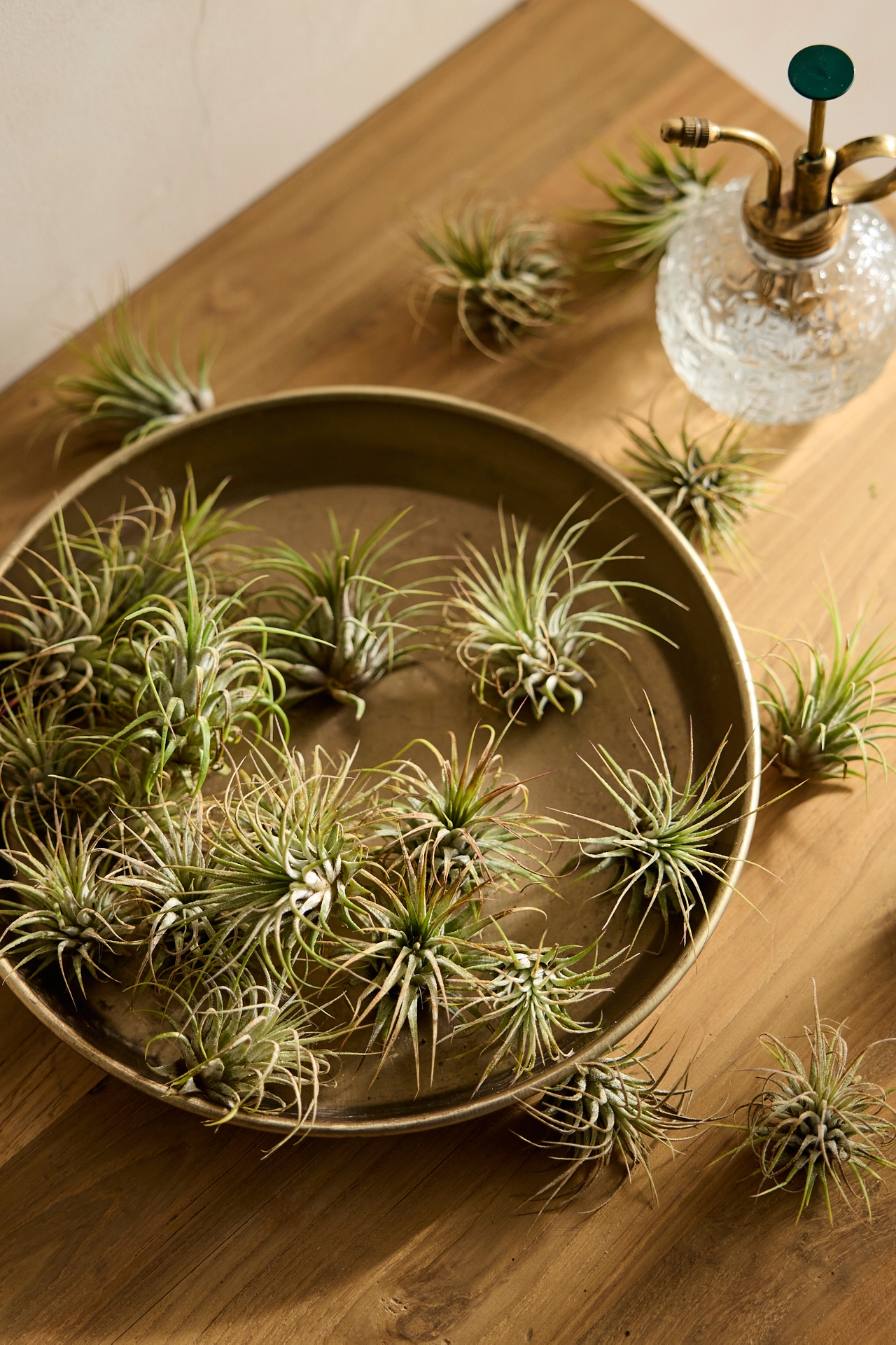 Assorted Air Plants, Pack of 25