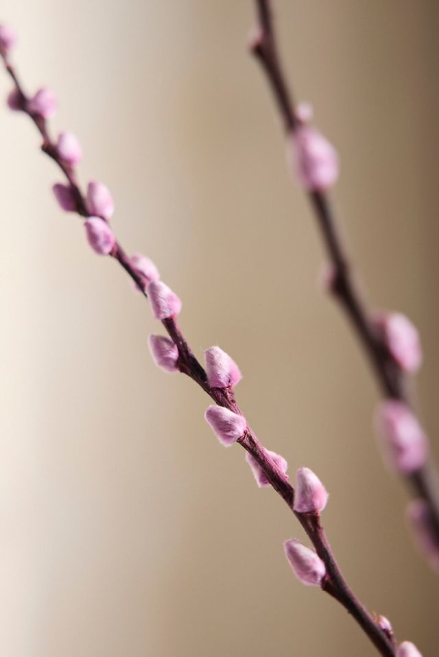 Preserved Pussy Willow Bunch #1