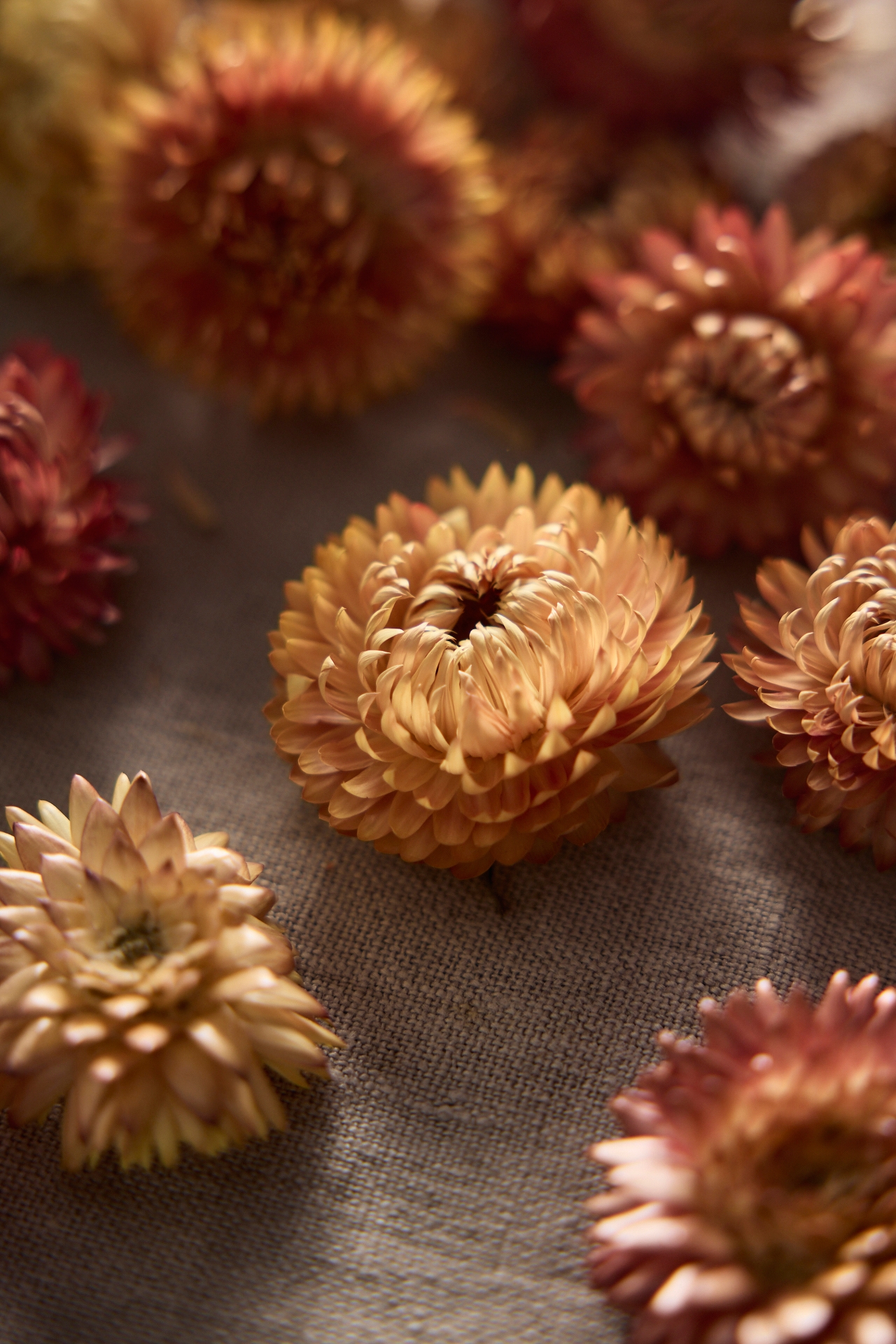 Decorative Helichrysum Blossoms