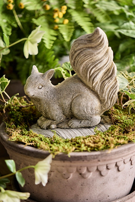 Terrain Concrete Squirrel