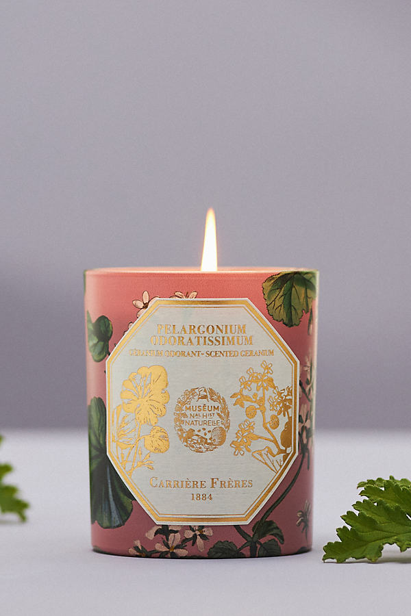 Carriere Freres Pelargonium Odoratissimum Geranium Boxed Candle In Pink