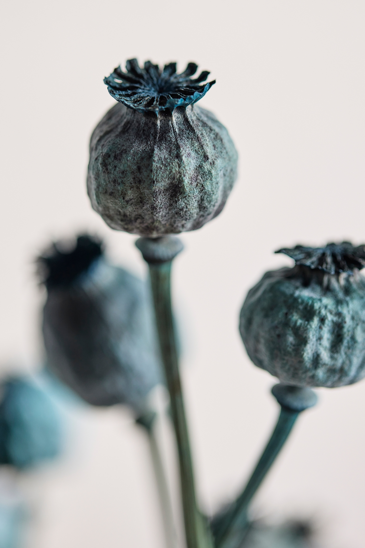 Dried Blue Papaver Bunch