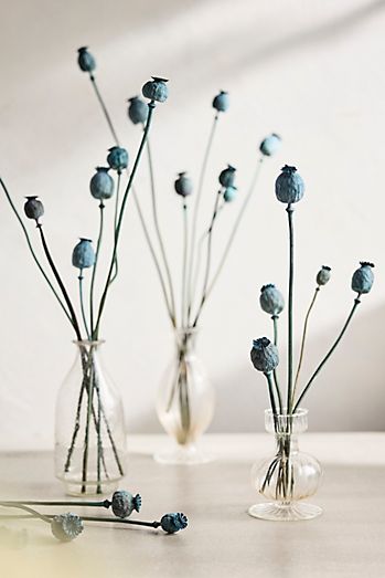 Dried Blue Papaver Bunch