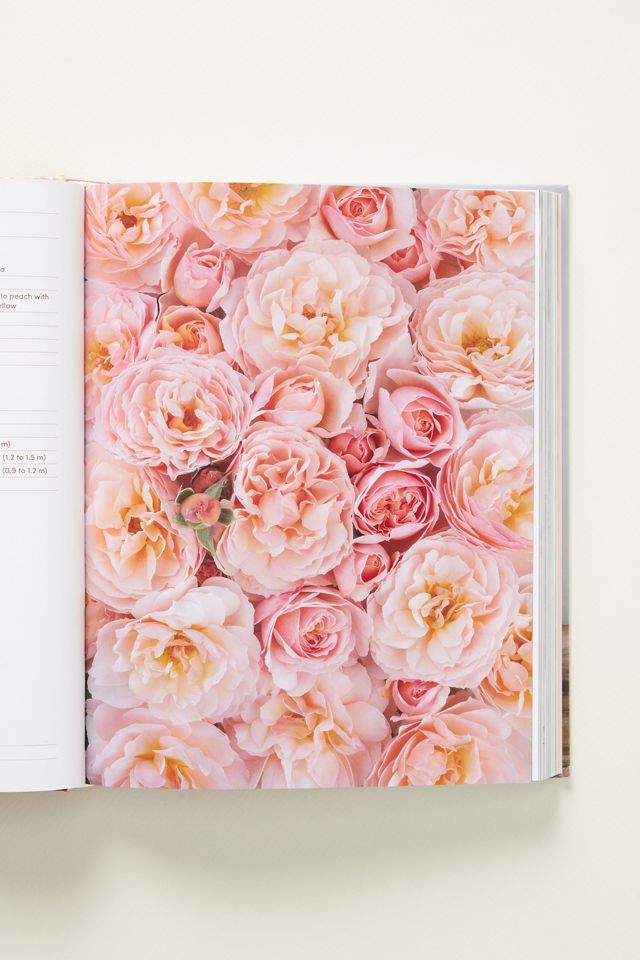 Garden Roses #1