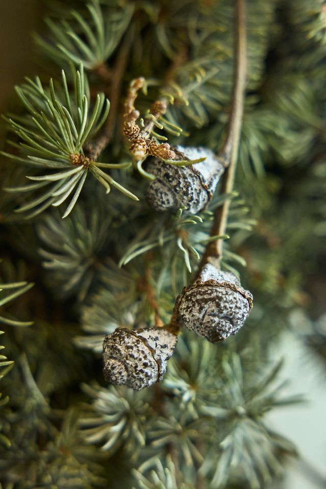 Fresh Blue Atlas Cedar + Silver Bell Wreath #1