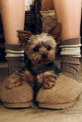 UGG Tasman Maxi Curly Slippers