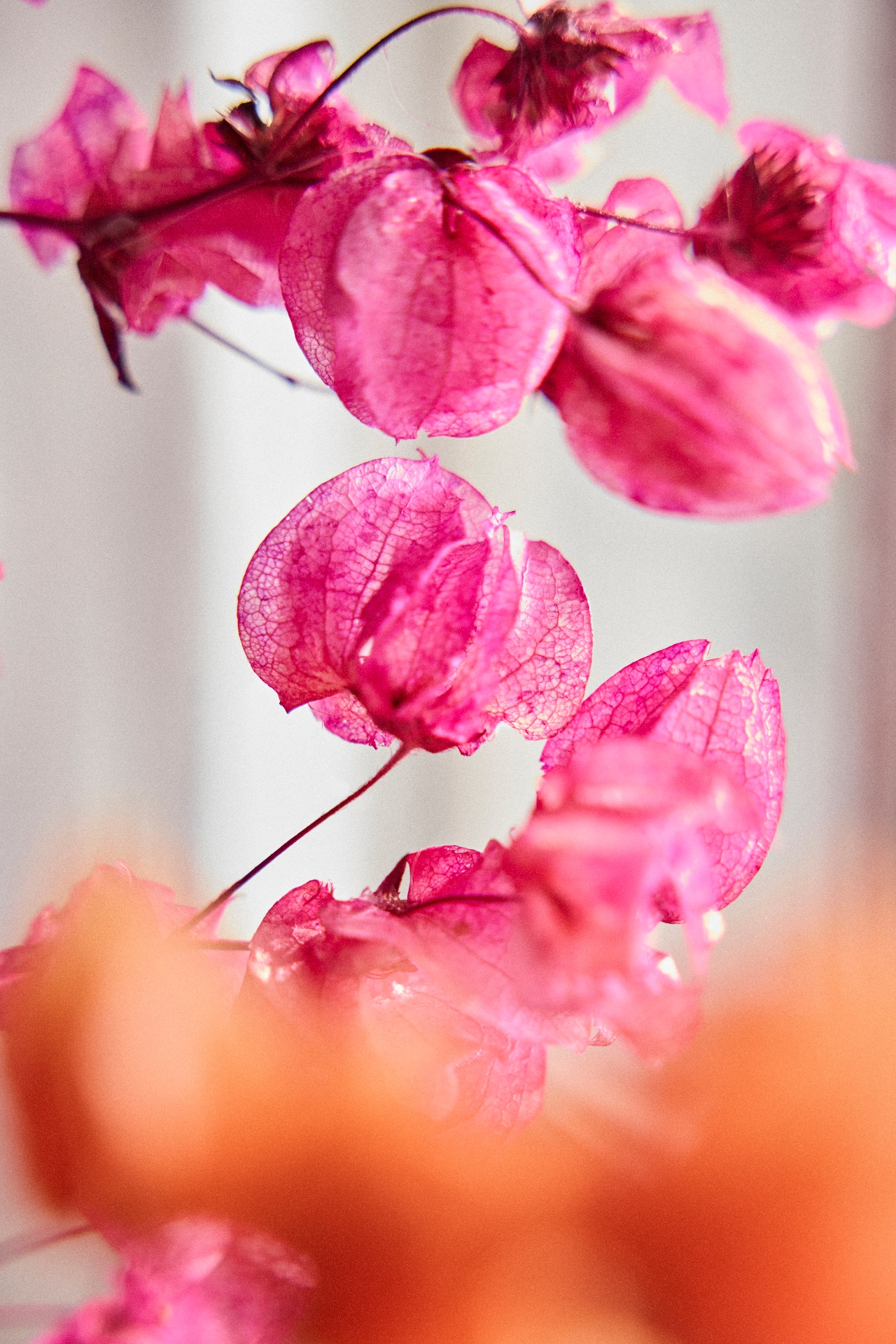 Preserved Bougainvillea Bunch