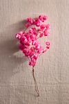 Preserved Bougainvillea Bunch