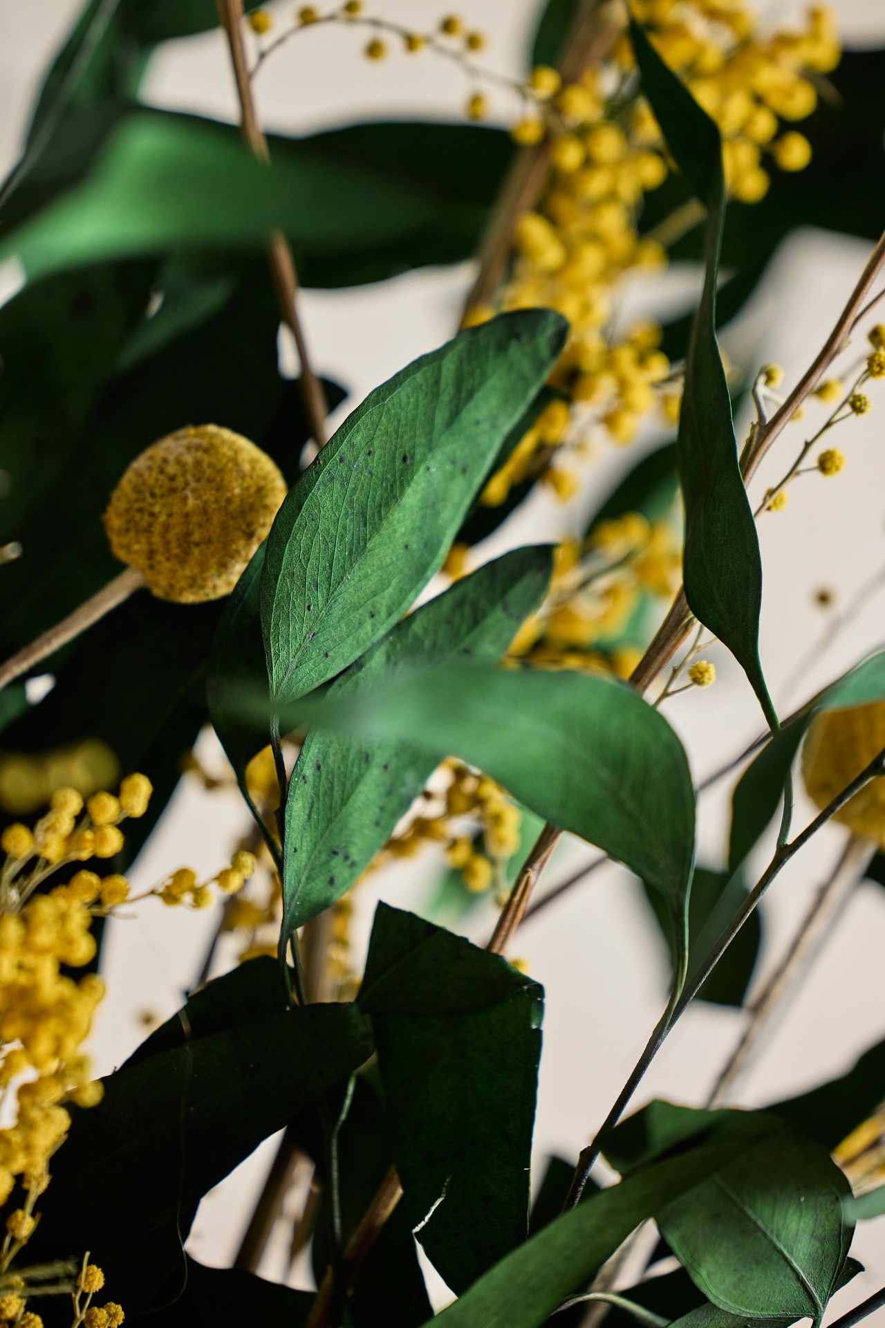 Preserved Willow Eucalyptus Bunch