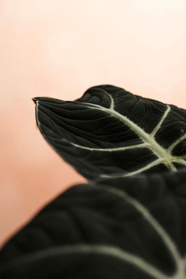 Alocasia Black Velvet #1