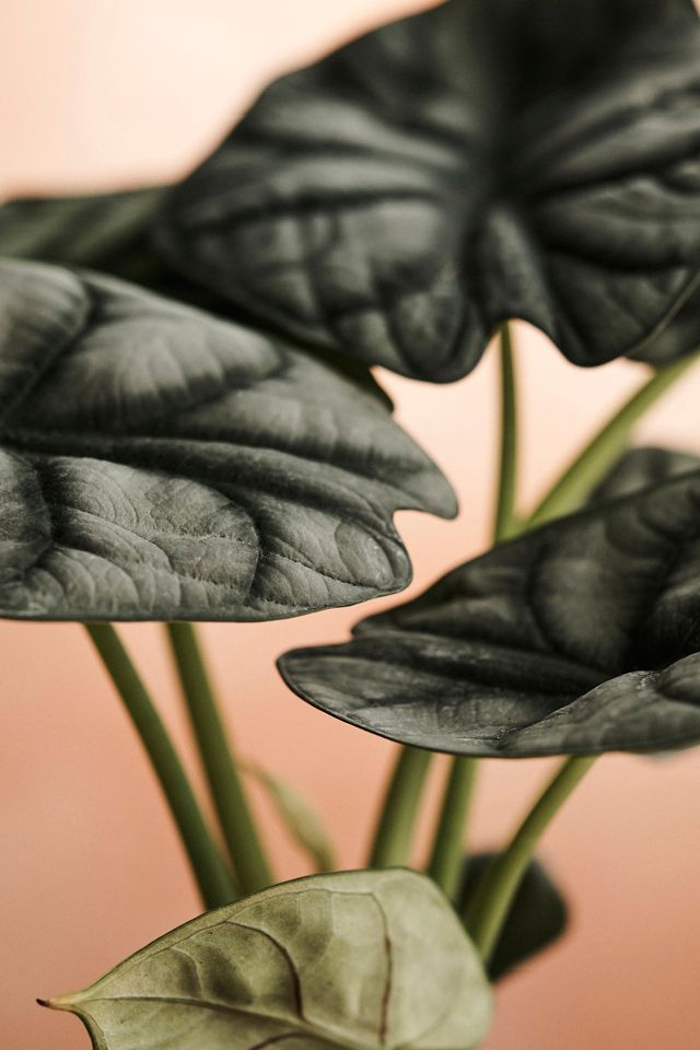 Alocasia Silver Dragon #1