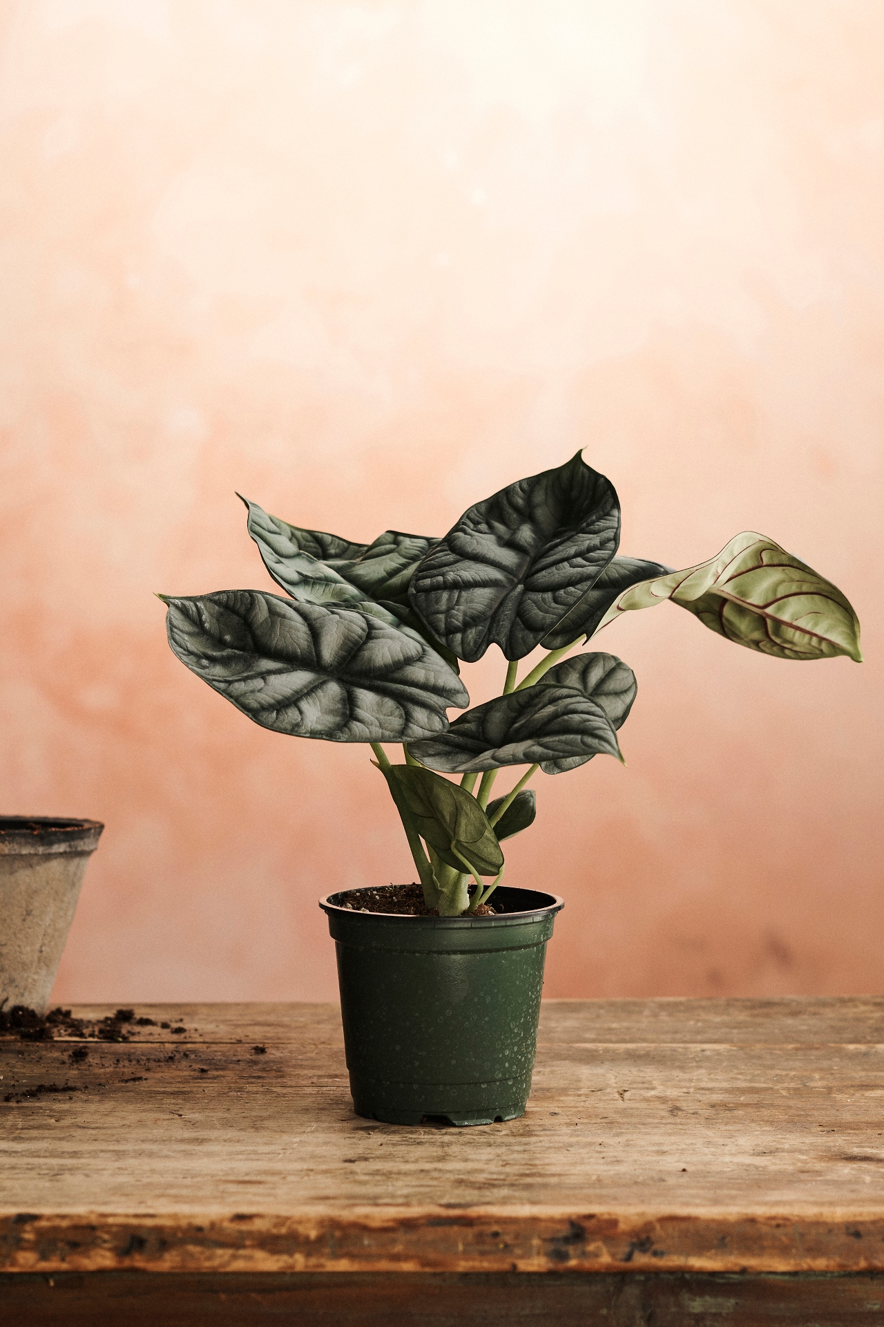 Alocasia Silver Dragon