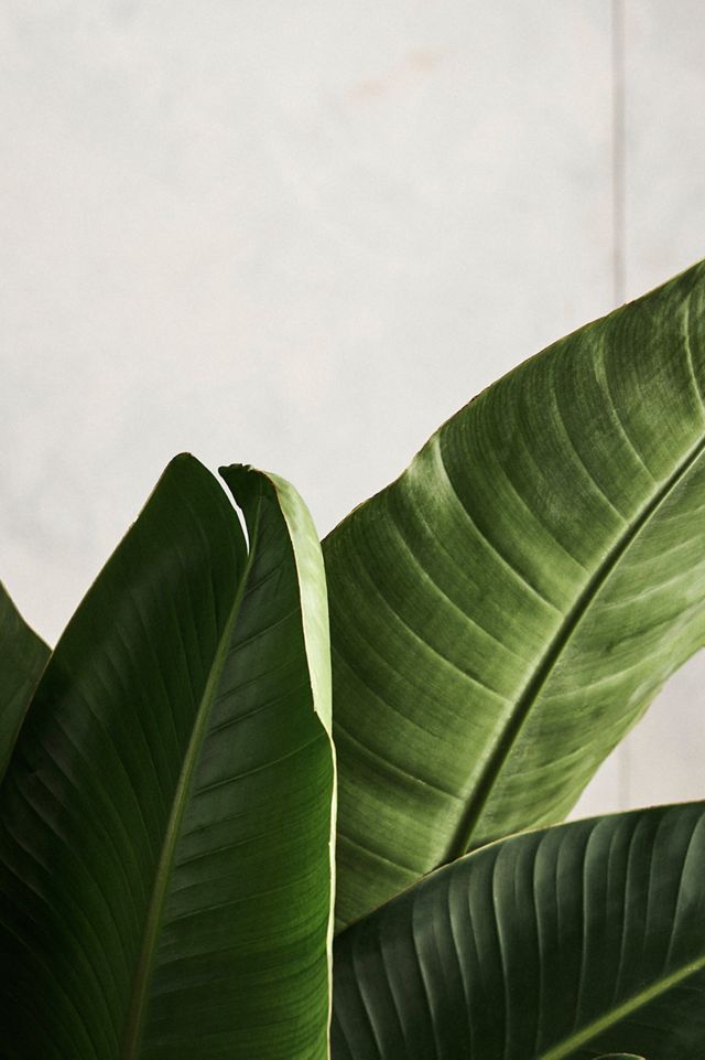 Bird of Paradise #3