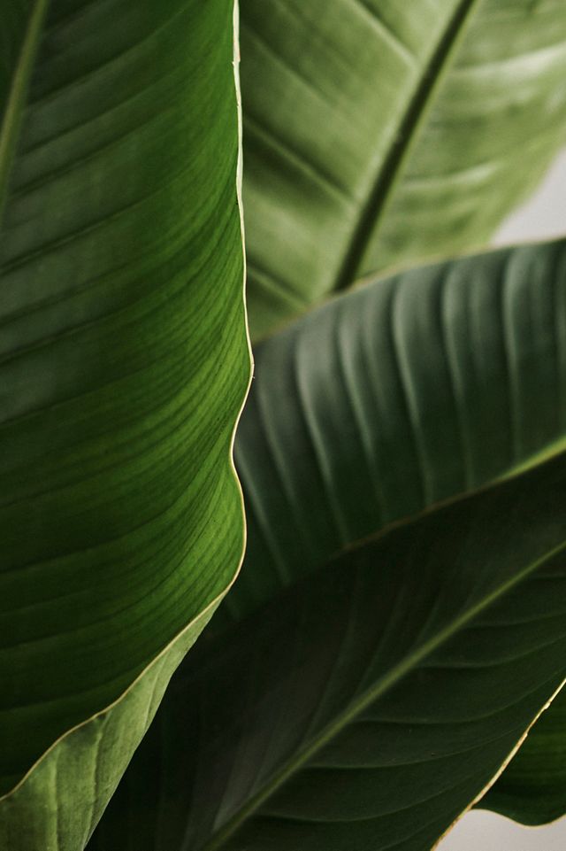 Bird of Paradise #1