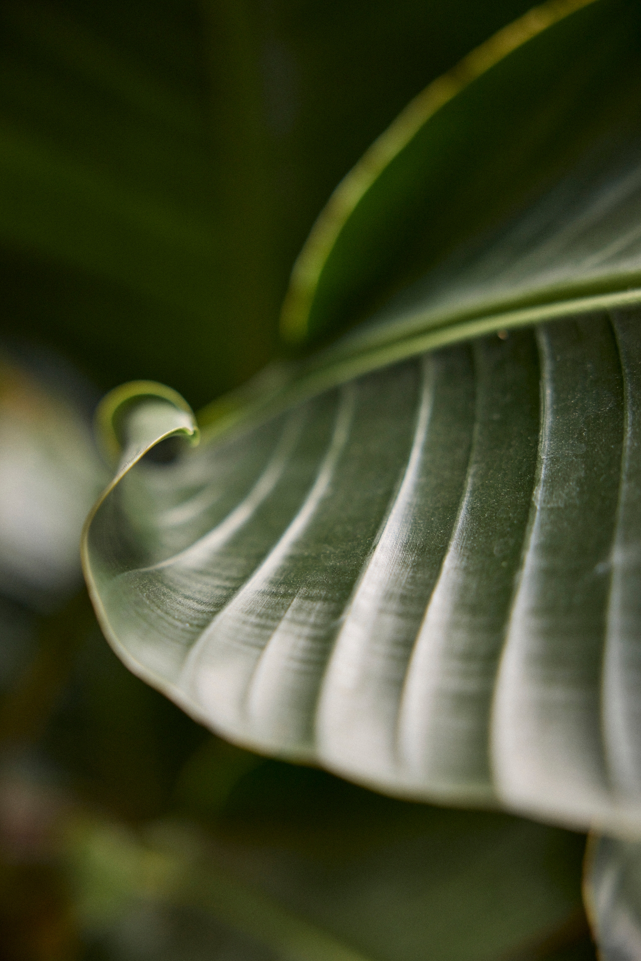 Bird of Paradise