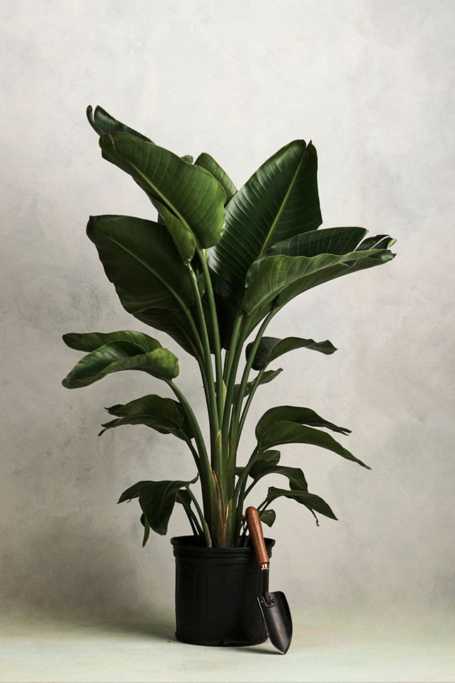 Bird of Paradise #2