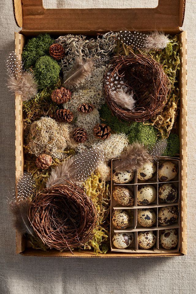 DIY Mossy Nest Kit #1