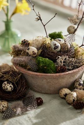 DIY Mossy Nest Kit