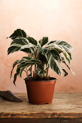 Calathea White Fusion | Terrain