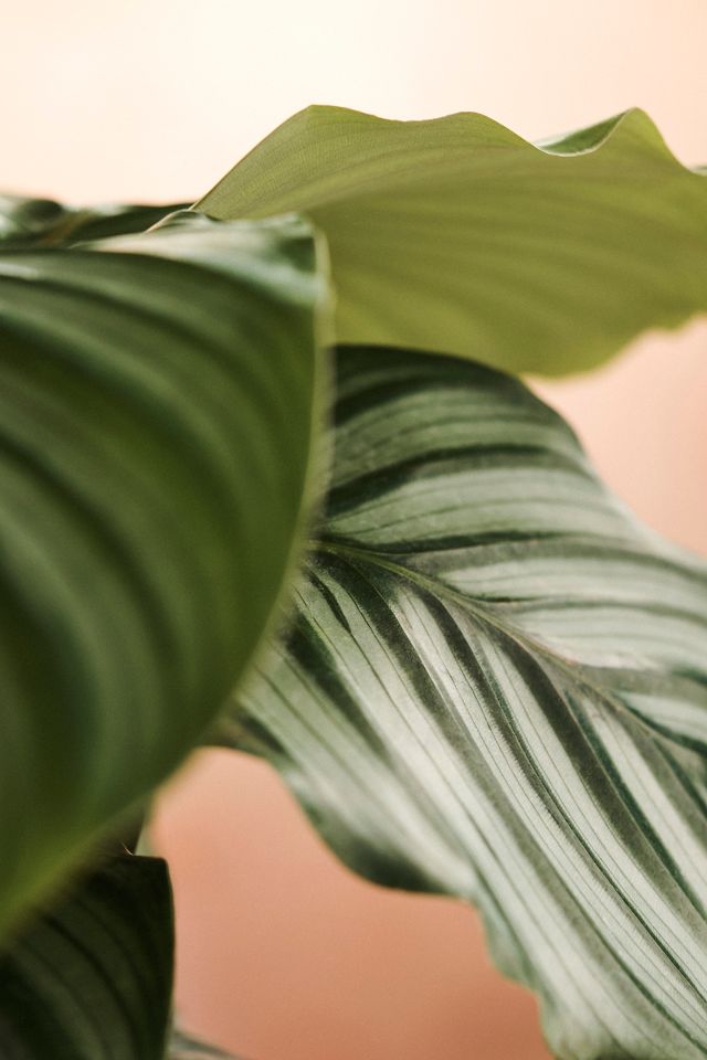 Calathea Orbifolia #1