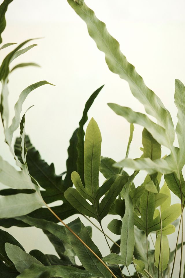 Blue Star Fern #1