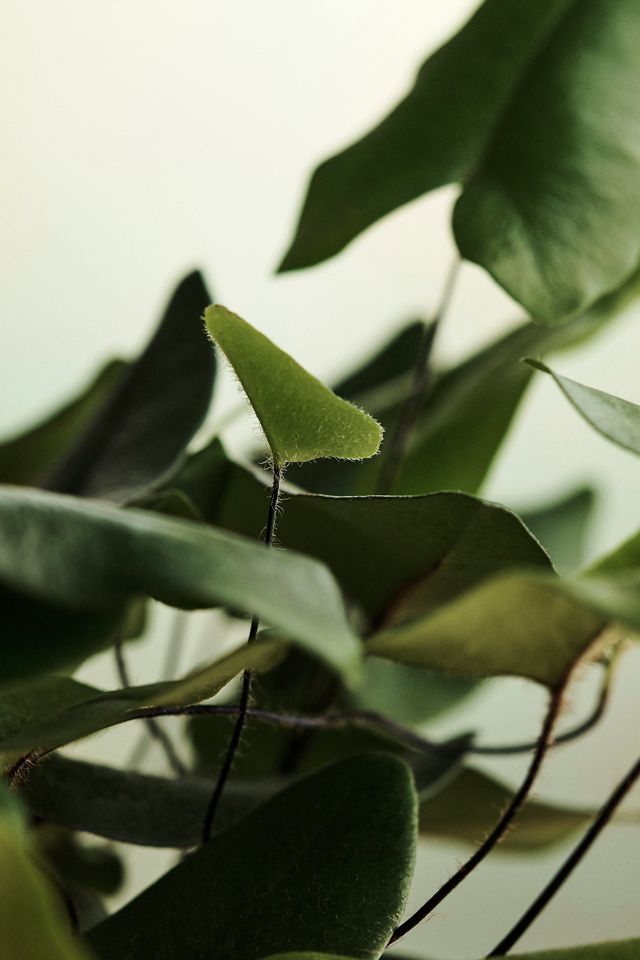 Heartleaf Fern #1