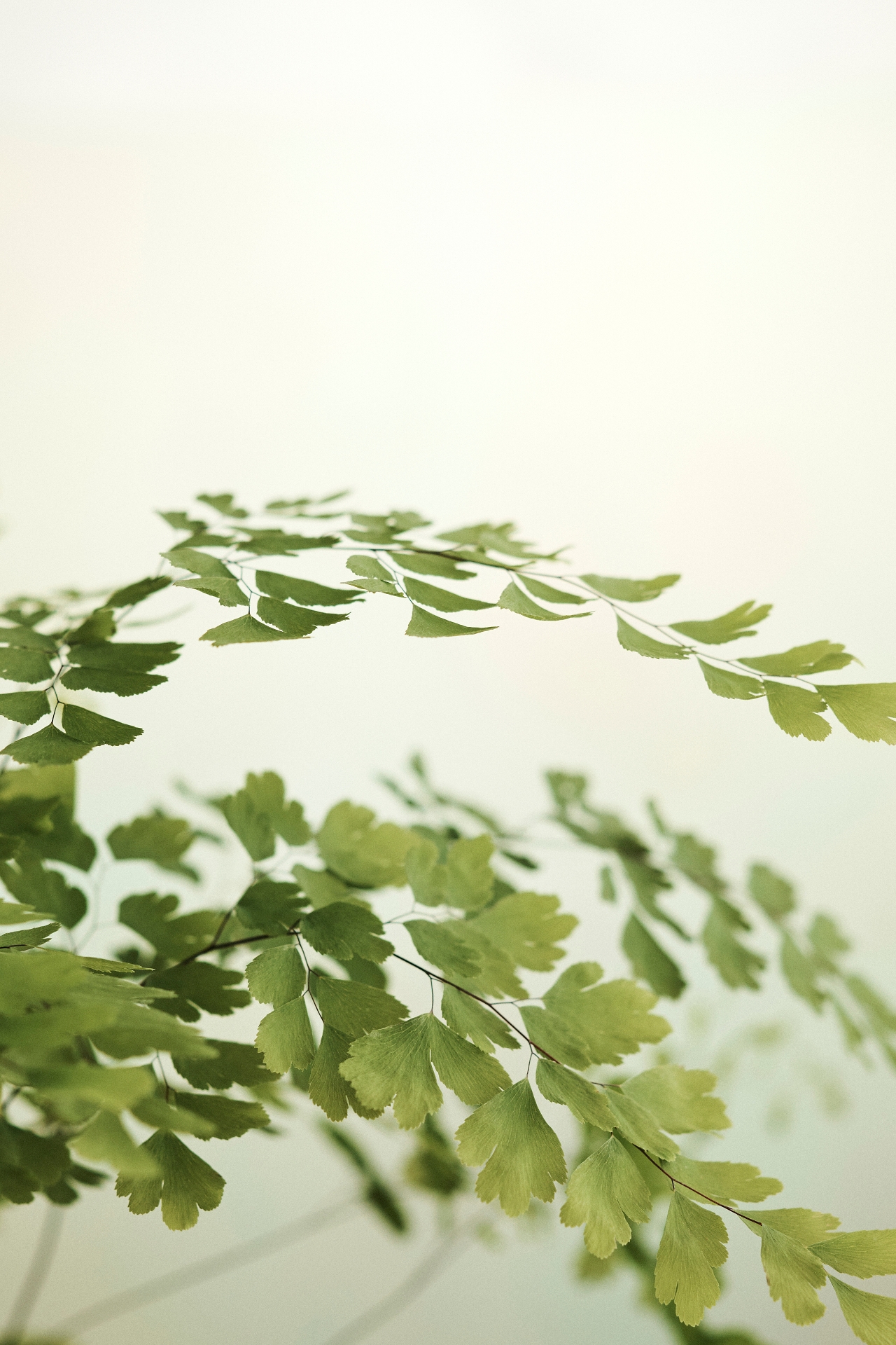 Maidenhair Fern