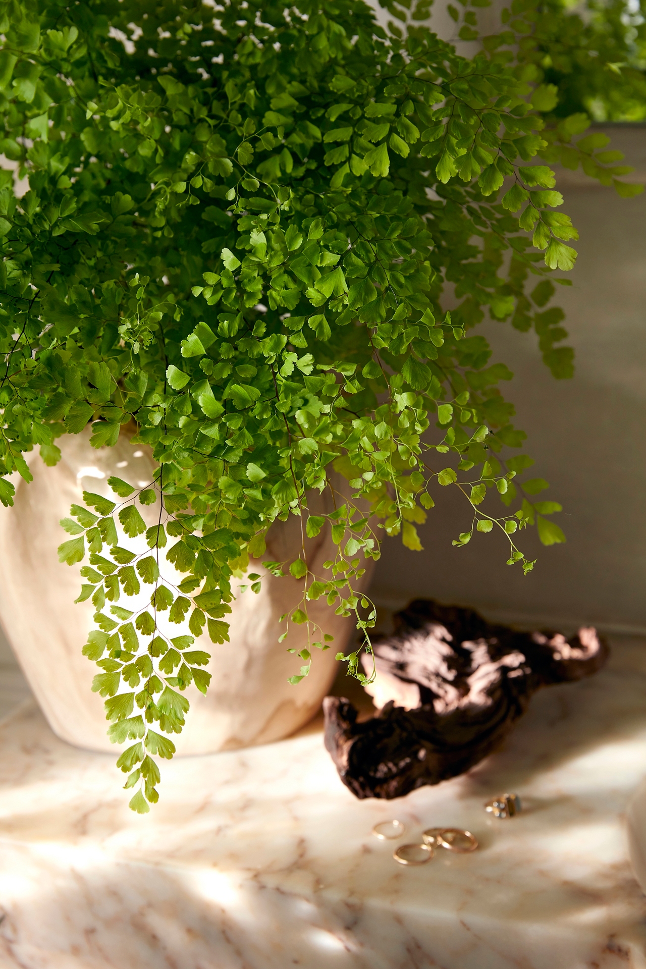 Maidenhair Fern