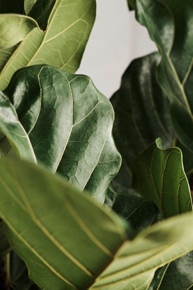 Ficus Lyrata #1