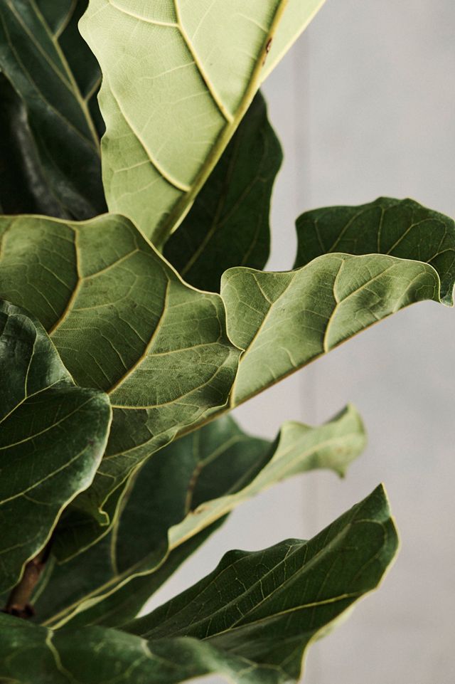 Ficus Lyrata #3