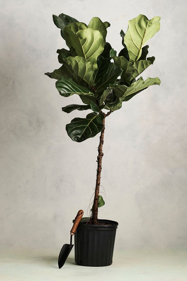 Ficus Lyrata #2