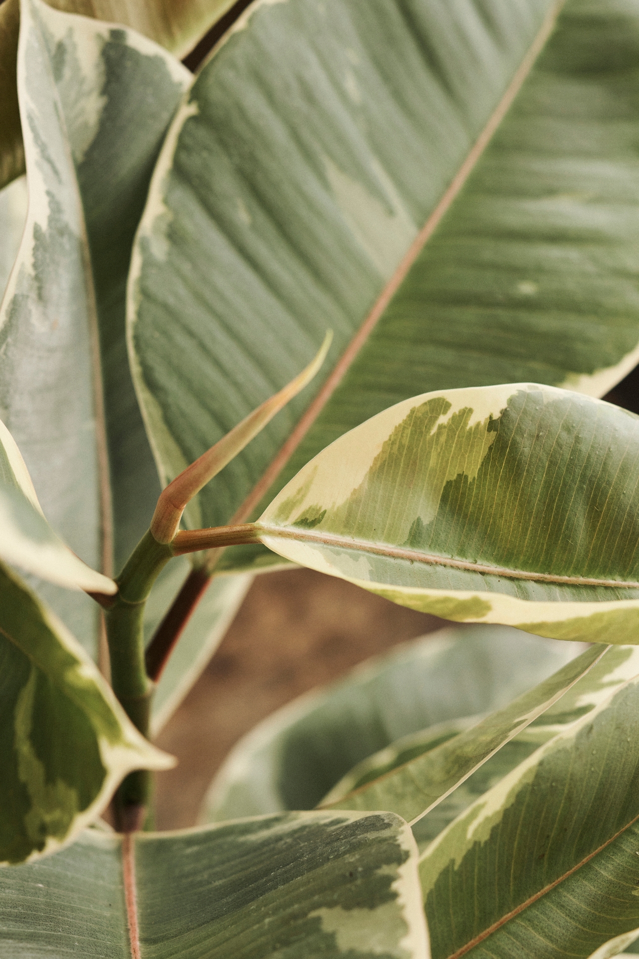 Ficus Tineke