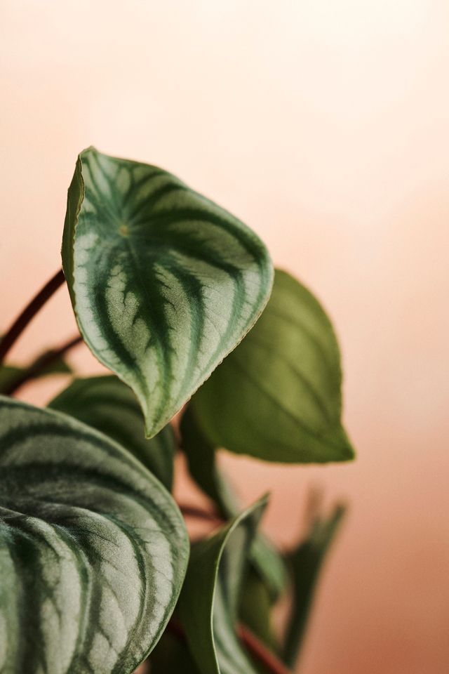 Watermelon Peperomia #1