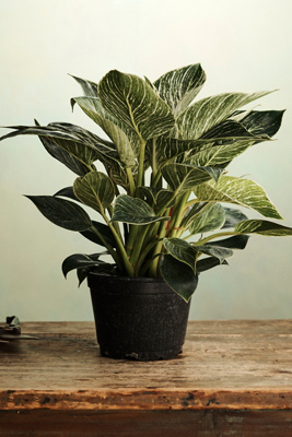 Terrain Philodendron Birkin