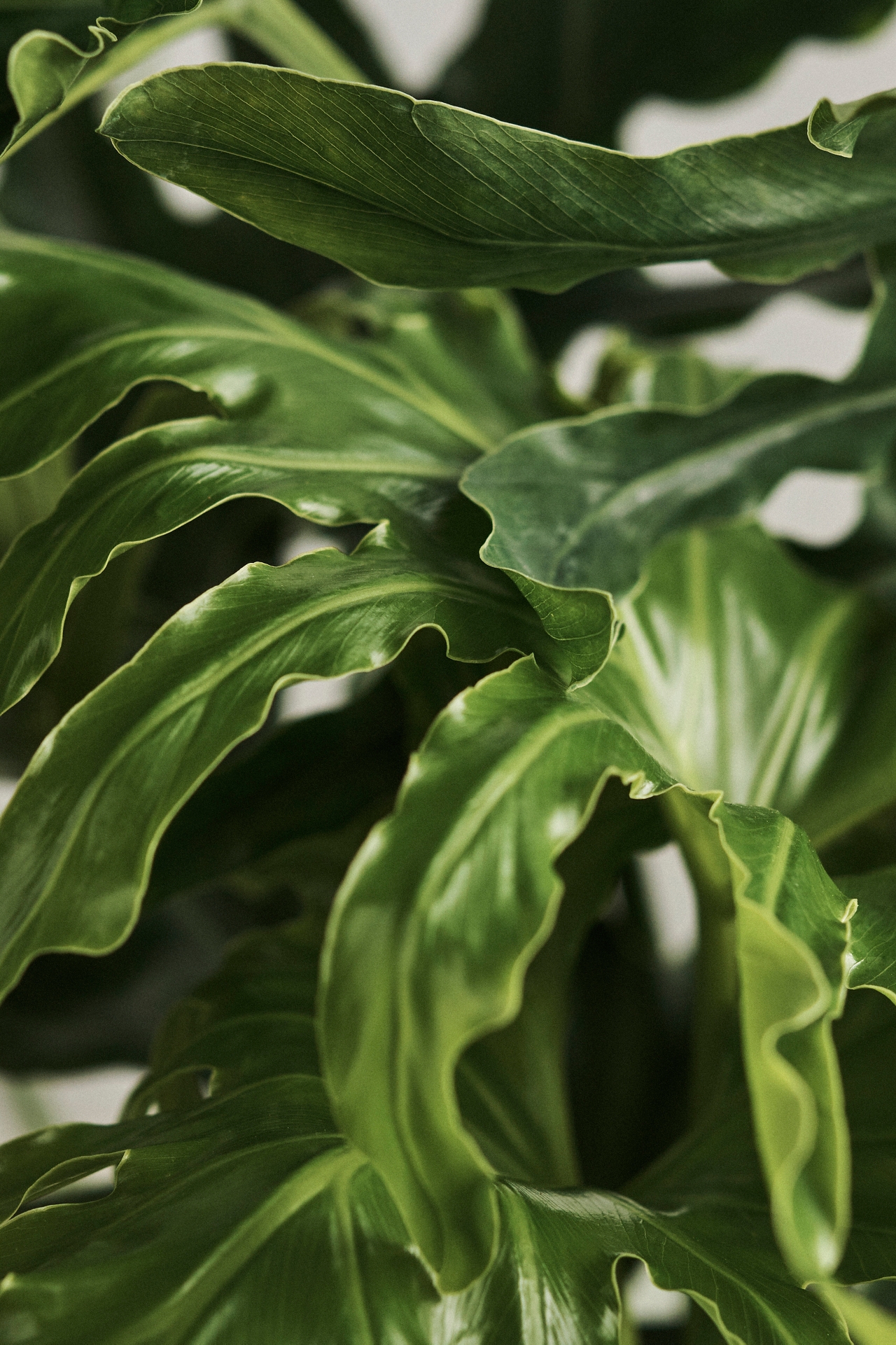 Philodendron Selloum