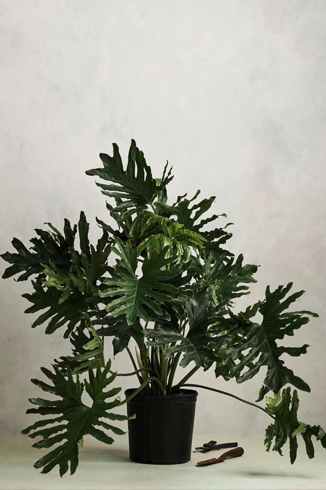 Philodendron Selloum #1