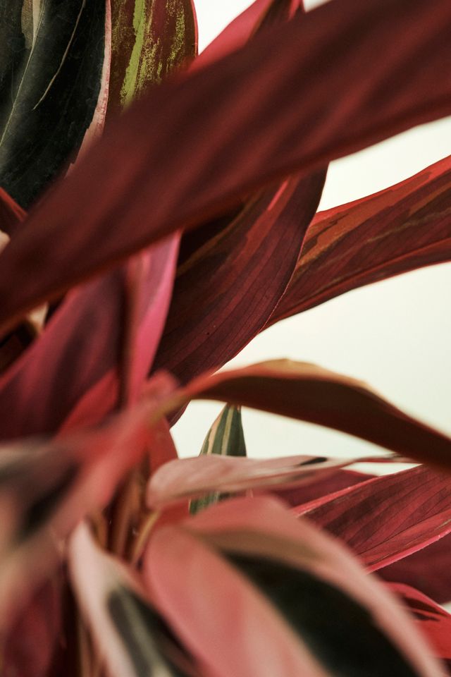 Triostar Stromanthe #1