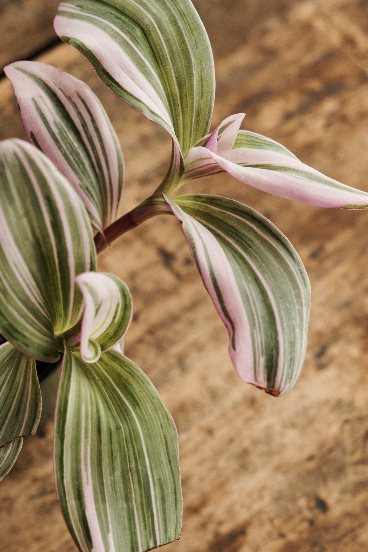 Tradescantia Nanouk