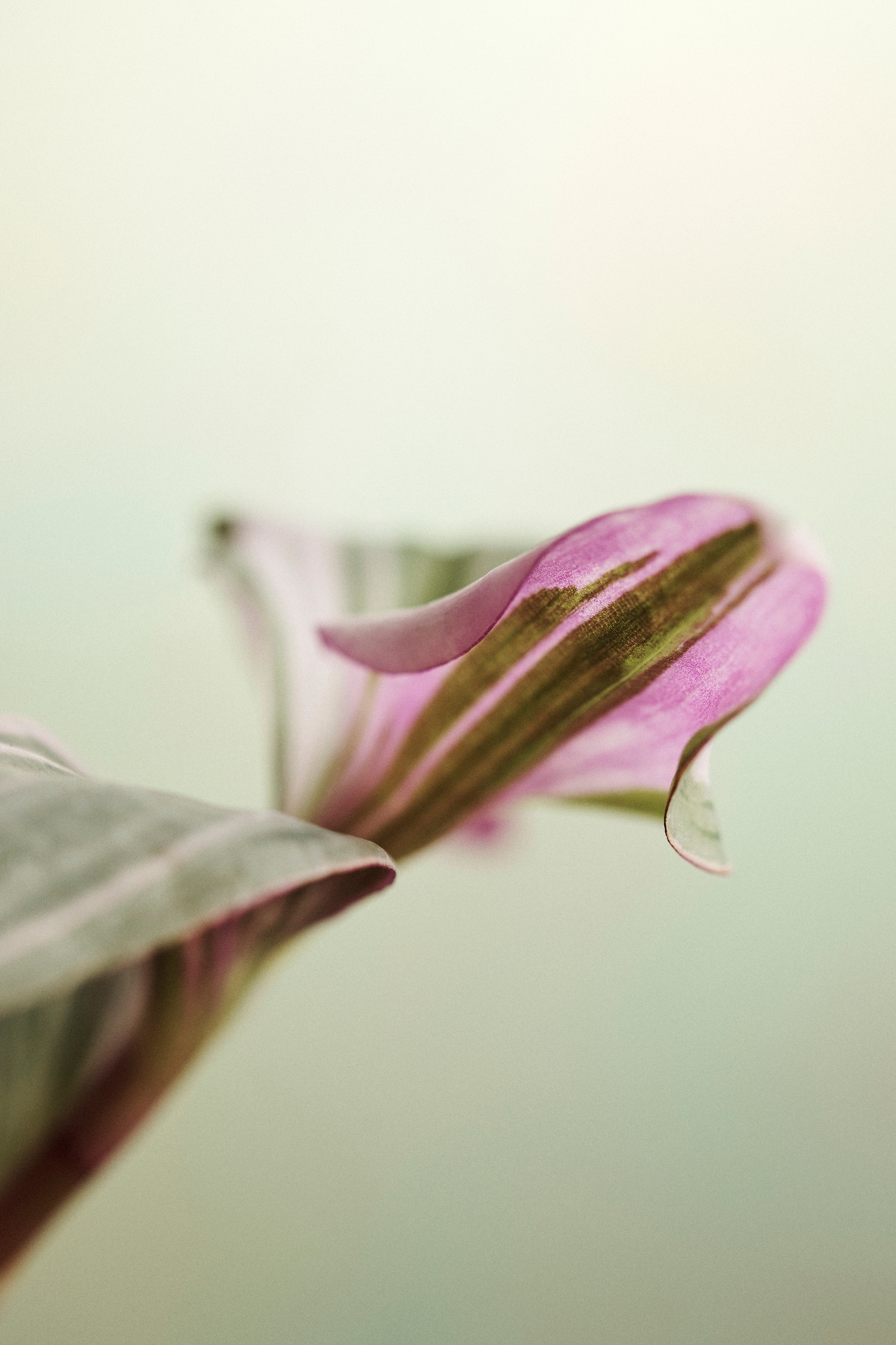 Tradescantia Nanouk