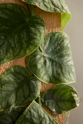 Monstera Dubia - Thumbnail 2